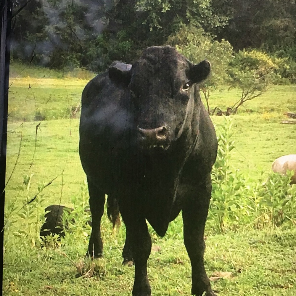 Meet your Posher, Anne